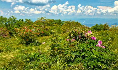 Craggy Gardens Rhododendron bloom on the Blue Ridge Parkway