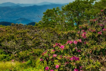 Craggy Garden Rhododendron Bloom on the Blue Ridge Parkway