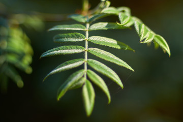Green leaves of mountain ash on a blurred background close-up