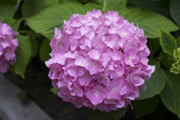 Purple hydrangea blooming. Pink hortensia in a garden. Close up.	
