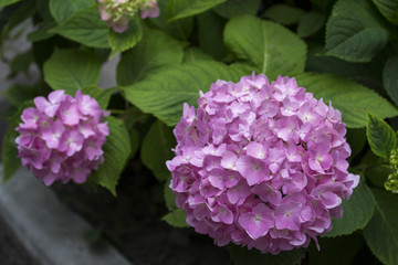 Purple hydrangea blooming. Pink hortensia in a garden. Close up.	