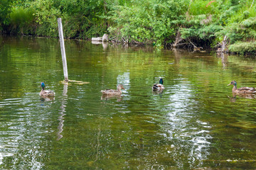 Naklejka na ściany i meble Group of mallard ducks floating on a pond at summer time.