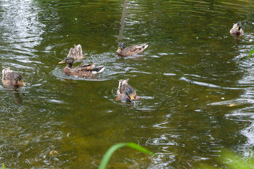 Group of mallard ducks floating on a pond at summer time.