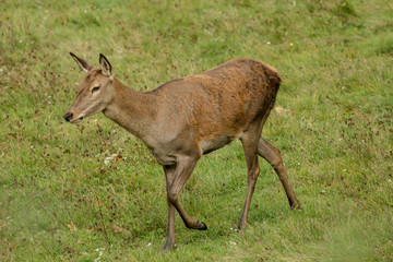 A beautiful deer in the green meadow