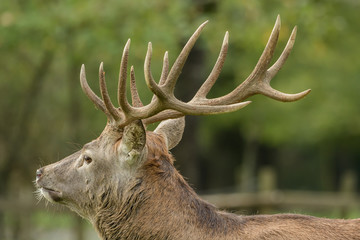 Beautiful stag with great antlers on green meadow