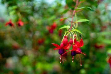 Obraz premium Fuchsia flowers in the garden,Beautiful fuchsia magellanica flower, Hummingbird fuchsia or Hardy fuchsia.