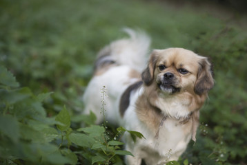 Small dog in a sea of green