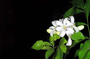 White Flowers Orange Jessamine Isolated on Black Background with Space for Text