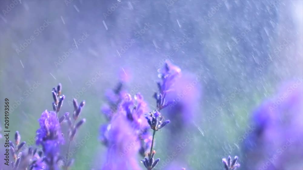 Wall mural Lavender. Blooming violet fragrant lavender flowers on a field with rain drops, closeup. Background of growing lavender swaying on wind, harvest. Slow motion 4K UHD video 3840x2160 