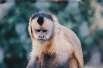Close-Up of a Cute little monkey