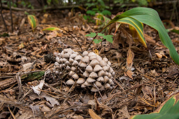 A lot of gray and brown mushrooms. A family of mushrooms in the grass and foliage.
