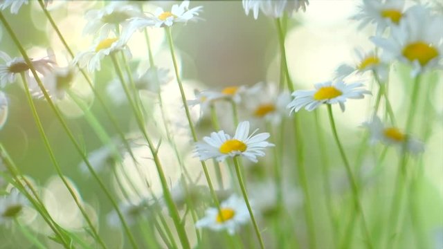 Chamomile flowers field closeup with sun flares. Daisy flowers. Beautiful nature scene with blooming medical chamomilles in sun flare. Camomille background. 4K UHD video 3840X2160