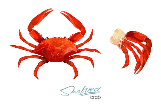 Crab and meat crab vector illustration in cartoon style isolated on white background. Seafood product design. Inhabitant wildlife of underwater world. Edible sea food. Vector illustration