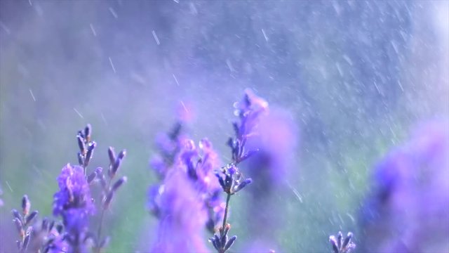 Lavender. Blooming violet fragrant lavender flowers on a field with rain drops, closeup. Background of growing lavender swaying on wind, harvest. Slow motion 4K UHD video 3840x2160 