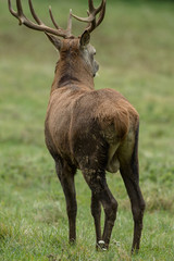 Beautiful stag with great antlers on green meadow