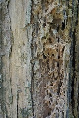 Tree trunk detail texture as natural background. Bark tree texture wallpaper. Durian tree Bark. wood background.