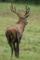 Naklejka na ściany i meble Beautiful stag with great antlers on green meadow