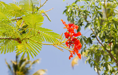 gardening, nature, botany and flora concept - beautiful exotic red flowers of delonix regia or flame tree outdoors