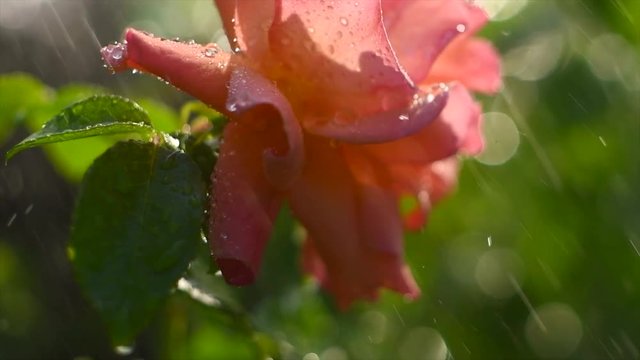 Beautiful rose with rain drops. Beauty fresh pink with orange color rose flower growing in summer garden and blooming. Watering plants, rain, raindrops on petals. 4K UHD video slow motion