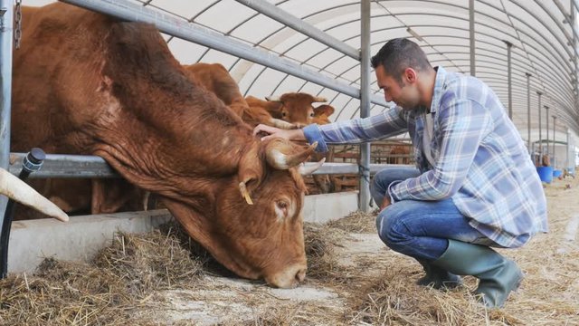 portrait of handsome farmer in livestock small breeding husbandry farming production taking care of charolais cow and cattle