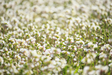 White Wildflowers Field on Sunset