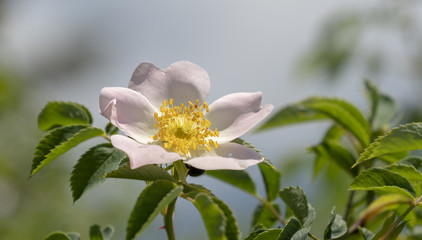 Hundsrose - Rosa Canina