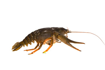 crayfish isolated on white background