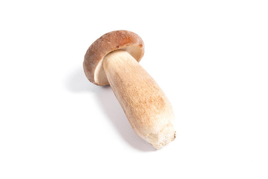 Single Porcini mushroom known as boletus edulis isolated on white background.