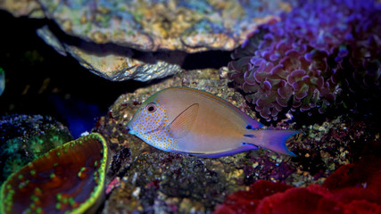Obraz premium Lavender Tang (Acanthurus nigrofuscus)