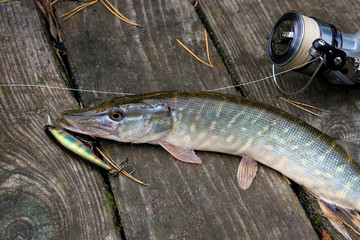 Freshwater pike with fishing bait in mouth and fishing equipment lies on wooden background..
