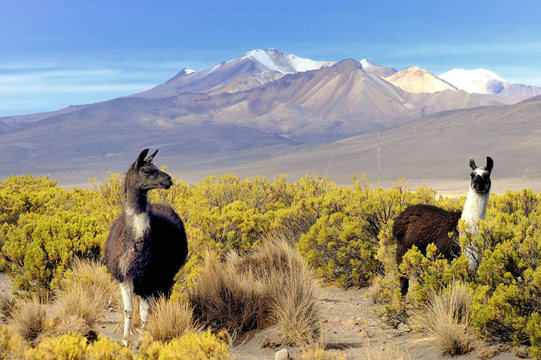 Bolivia, South America, Altipano, llamas