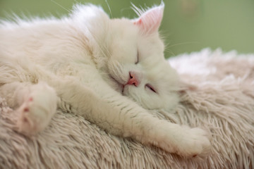 Fototapeta na wymiar White cat relaxing on the sofa.