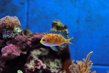 Naklejka premium Borbonius anthias fish in coral reef aquarium tank