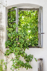 Old window overgrown with plants