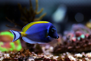 Fototapeta na wymiar Powder blue tang in reef tank