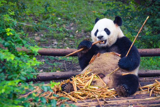 Giant Panda eating bamboo lying down on wood in Chengdu during day , Sichuan Province, China