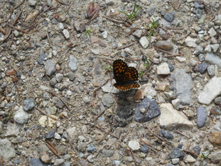 butterfly brown yellow small