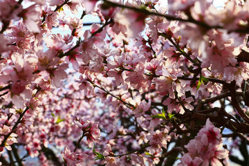 Beautiful peach blossom