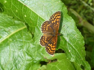 butterfly brown yellow small