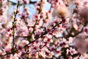 Obraz premium Beautiful peach blossom