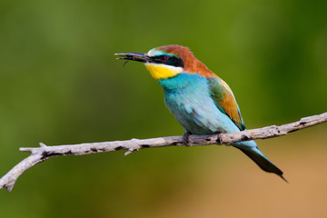 The European Bee-eaters, Merops apiaster is sitting and showing off on a nice branch, has some insect in its beak, during mating season, nice colorful background and soft golden light