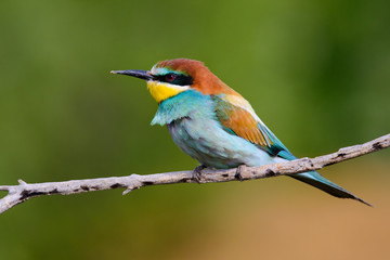Golden bee-eater sitting on a branch