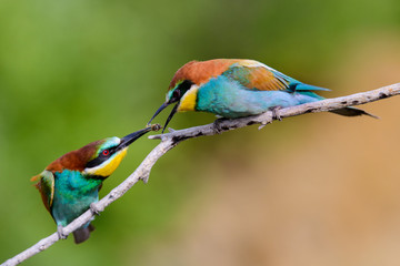 European bee-Eaters, Merops apiaster sits and brags on the good thread, has some insect in its beak during the mating season, the male feeds the female