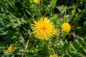 Yellow furry dandelion in green grass in the forest