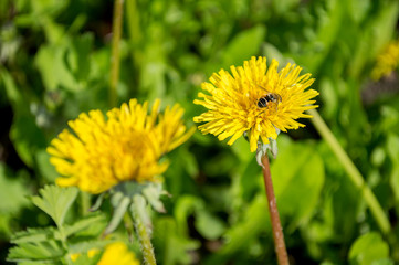 Two yellow dandelions with a bee collecting pollen