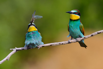 European bee-Eaters, Merops apiaster sits and brags on the good thread, has some insect in its beak during the mating season, the male feeds the female