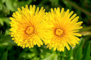 Two yellow and fluffy dandelions close-up in the green grass in the meadow