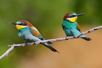 European bee-Eaters, Merops apiaster sits and brags on the good thread, has some insect in its beak during the mating season, the male feeds the female
