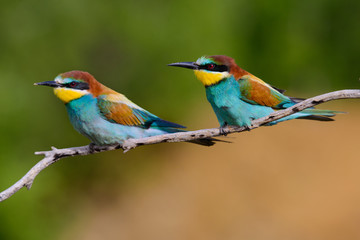 European bee-Eaters, Merops apiaster sits and brags on the good thread, has some insect in its beak during the mating season, the male feeds the female