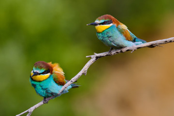 European bee-Eaters, Merops apiaster sits and brags on the good thread, has some insect in its beak during the mating season, the male feeds the female
